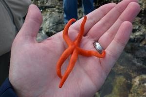 Whatsapp Spy for Iphones